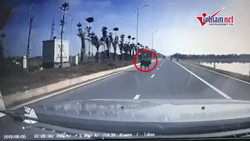 Tai nạn do thả trâu bò trên con đường nghìn tỷ ở Hà Nội