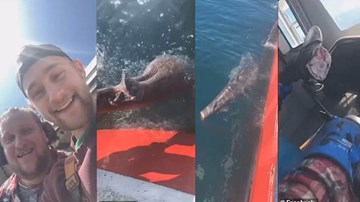 Hai ngư dân chặt đuôi cá mập quý hiếm rồi ném trở lại biển gây phẫn nộ