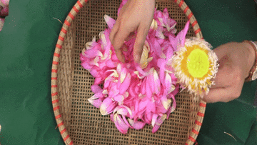 Trà sen truyền thống 3 đời nức tiếng nhất Hà thành, giá chục triệu/kg