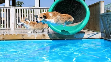 Công ty Trung Quốc chơi trội, bao trọn bể bơi 1.000m2 cho chó giảm mỡ