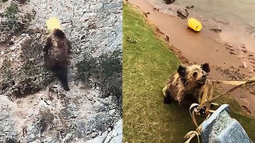 Mải kiếm ăn, gấu bị mắc kẹt đầu vào xô nhựa