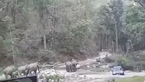Ô tô đỗ ven đường, đàn voi bực tức đập phá, hất văng để lấy lỗi đi