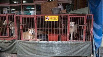Vấp phải sự phản đối, chợ bán thịt chó lớn nhất Hàn Quốc phải dẹp bỏ