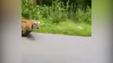 Hai người đàn ông thoát chết khi bị hổ đói truy đuổi