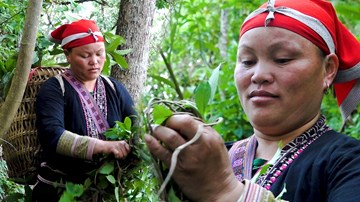Băng rừng theo người Dao đỏ Sapa hái lá thuốc tắm ‘thần dược’