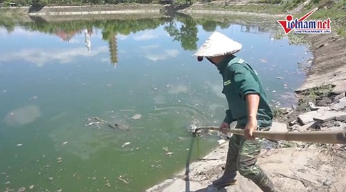 Đà Nẵng: Cá chết trắng ở hồ Trung Nghĩa đã được xử lý