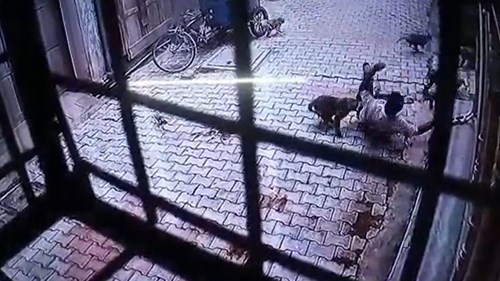 Phát hoảng vì bị bầy khỉ quây đánh ngay trước cửa nhà