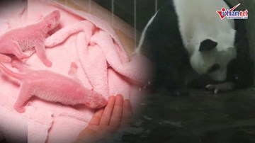 Cặp gấu trúc song sinh nặng nhất thế giới vừa ra đời ở Trung Quốc