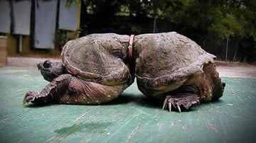 Đại dương kêu cứu: đến lúc chung tay hành động!