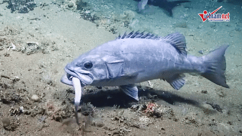 Đang rỉa thịt con mồi, cá mập bất ngờ bị quái vật biển sâu nuốt chửng