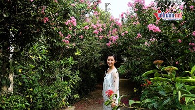 Đường hoa tường vi dài nhất Hà Nội: điểm check-in 'ăn khách' tháng 7