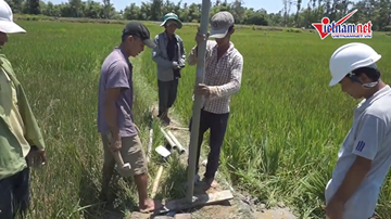 Dân Quảng Nam khốn khổ vì hạn hán, lúa chết cháy hàng loạt