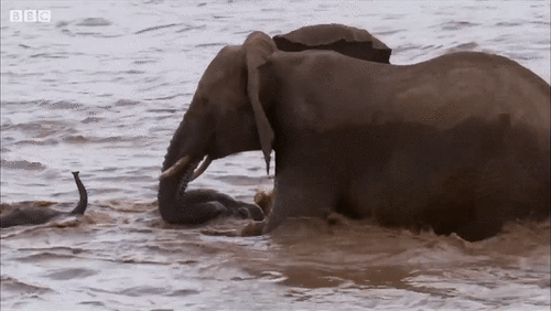 Voi mẹ bất lực nhìn đàn con bị dòng nước cuốn trôi và cái kết cảm động