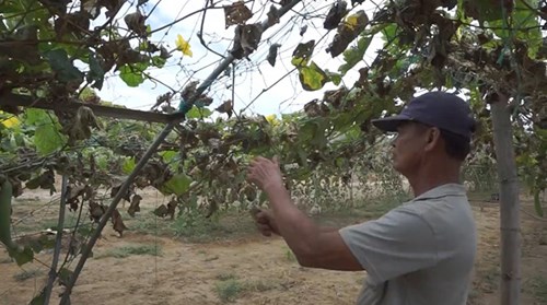 Đà Nẵng điêu đứng vì thiếu nước canh tác, rau chết cháy hàng loạt