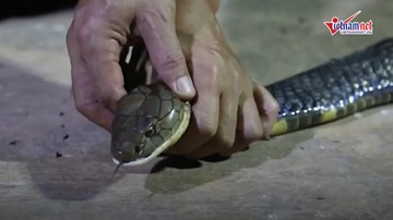 Rắn hổ mang chúa dài hơn 3m vào nhà dân bắt gà