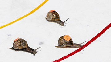 Tìm ra ốc sên chạy nhanh nhất thế giới qua cuộc đua 'Nhà vô địch ốc sên'