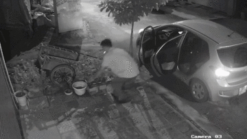 Mang xế hộp đi bê trộm chậu Mai chiếu Thủy đắt tiền lúc rạng sáng