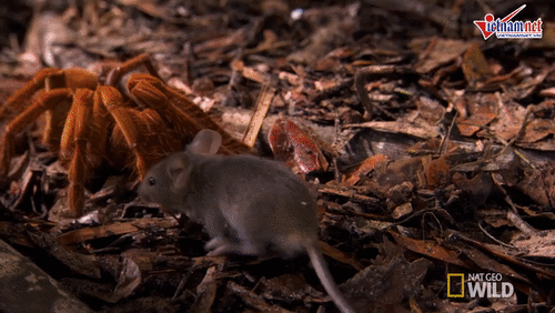 'Quái vật' nhện khổng lồ ăn thịt chim - sát thủ săn mồi khét tiếng Nam Mỹ