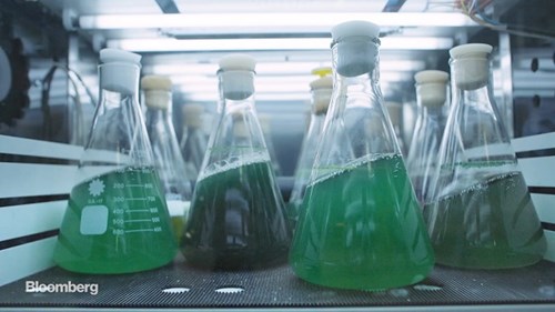 Siêu thực phẩm có thể cứu đói cả thế giới trong tương lai