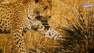 Cả gan đi săn nhím, báo hoa mai nhận kết cục thê thảm