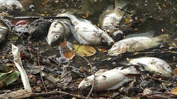 Cá chết nổi trắng bốc mùi hôi thối, người dân bịt mũi đi qua hồ Trúc Bạch