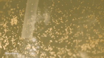 Điều gì khiến sinh vật vùng bờ biển này trở nên trù phú?