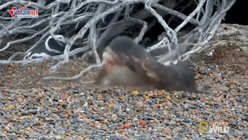 Trận chiến 'đẫm máu' của chim cánh cụt để giành bạn tình