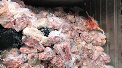 Khui thùng container đầy ắp thịt heo thối ở Bình Dương