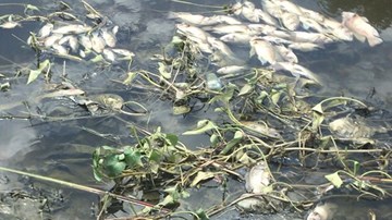 Đà Nẵng: Cá chết trắng kênh Đa Cô, xác hôi thối 'tấn công' người dân