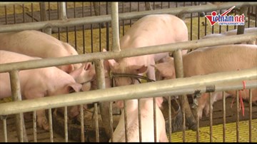 Thành trì thất thủ, dịch tả heo Châu Phi tràn vào Ninh Thuận