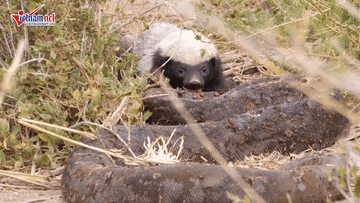 Xem lửng mật xé thịt trăn khổng lồ