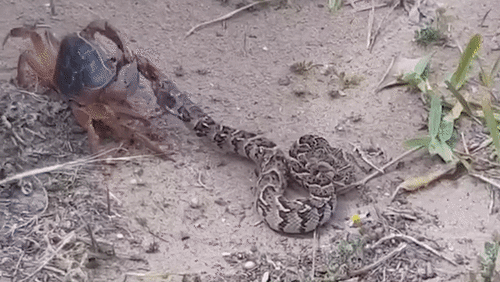 Rắn kịch độc 'bất lực' bị cua kẹp đuôi rỉa thịt