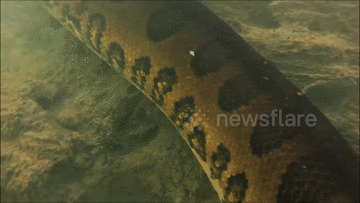 Thợ lặn đối mặt với trăn anaconda khổng lồ dưới sông