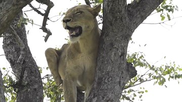 Sư tử 'chịu nhục' trước bầy linh cẩu và màn truy sát trả thù đáng sợ