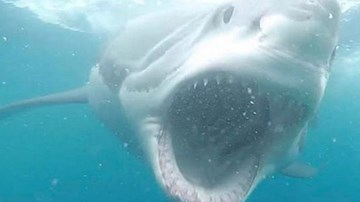 Khoảnh khắc cá mập trắng lớn lao thẳng vào người đi lặn