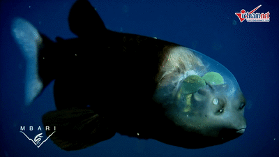 Kỳ lạ loài cá có đôi mắt nhìn xuyên đầu dưới đại dương