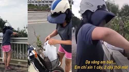 Người phụ nữ vô tư bứng cây cảnh trên cầu: Em chỉ xin 1, 2 cây thôi mà