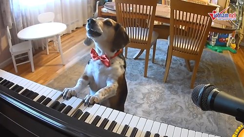 Chú chó tự chơi đàn piano và 'hát' gây sốt cộng đồng mạng