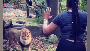 Cô gái liều mạng trèo vào chuồng trêu ghẹo 'chúa sơn lâm'