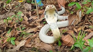 Rắn hổ mang bạch tạng quý hiếm trị giá hàng chục triệu bị bắt sống