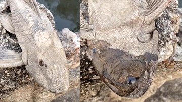 Kỳ dị loài cá chết khô bất ngờ hồi sinh khi đổ nước lên