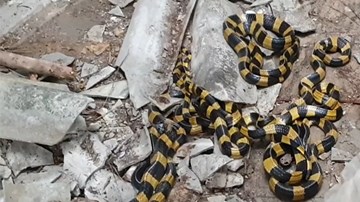 Thợ rắn tay không bắt sống 10 con cạp nong trong nhà hoang