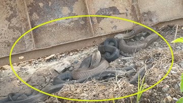 Tay không bắt sống ổ rắn hổ mang 4 con dữ tợn