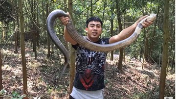 Bắt sống rắn hổ mang nguy hiểm dài gần 2m trên đường đi học