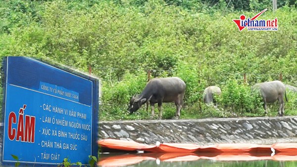 Gia súc chăn thả ở kênh nước sạch nhà máy sông Đà sau sự cố nhiễm dầu