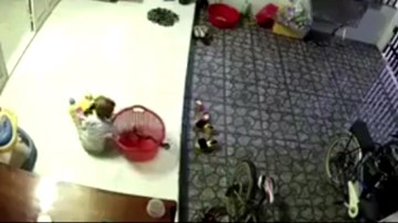 Rắn chui vào nhà, bé trai tưởng đồ chơi ở trong giỏ lôi ra nghịch