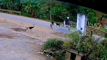 Bị đàn chó thả rông truy đuổi, người đi xe máy ngã 'chổng vó' xuống đường