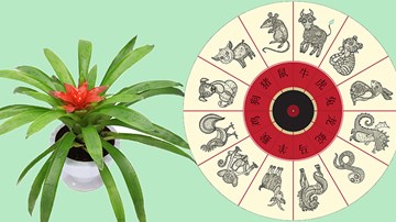 Chọn đúng cây hợp tuổi, tài lộc tự động ào đến nhà