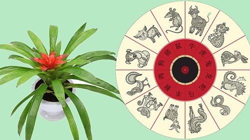 Chọn đúng cây hợp tuổi, tài lộc tự động ào đến nhà