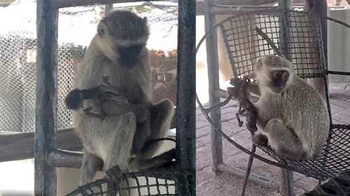 Khỉ mẹ ôm xác con chết khô suốt 10 ngày không rời